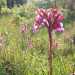 Le Anacamptis papilionacea vantano fiori riuniti in infiorescenze dense, con le tonalit accese del rosso da cui si allungano le lingue violacee del labello
